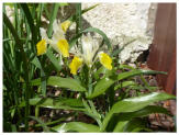 Iris bucharica