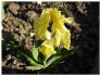 Iris reichenbachii