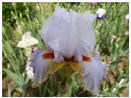 Scented Wonder